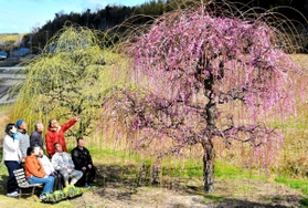 棚田の風景を彩る紅白のしだれ梅。周囲一帯にラッパスイセンが植えられている＝淡路市大町上