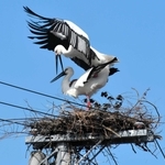 繁殖行動を見せるコウノトリのつがい＝淡路市内