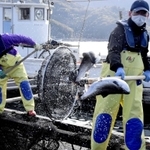 「淡路島サクラマス」の選別作業。個体の大きさを見極め、１匹ずつすくって別のいかだに移し替える＝南あわじ市福良