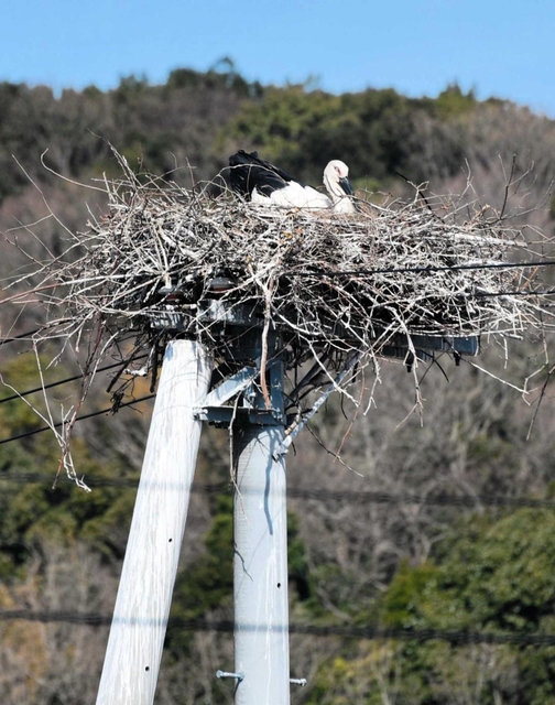 巣の上で卵を温めるような姿勢を見せるコウノトリの雌＝１日午後、淡路市内