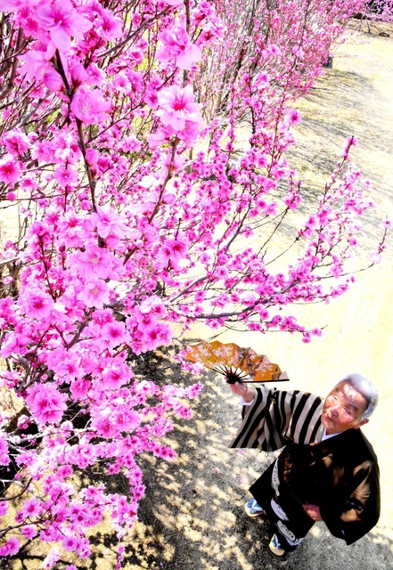 色鮮やかに咲き誇るモモの花と中田登さん＝淡路市内