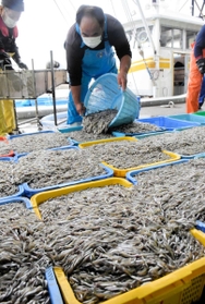 解禁日に水揚げされたイカナゴのシンコ＝淡路市育波
