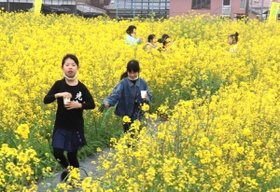 菜の花迷路を進む子どもたち＝洲本市大野