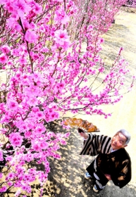 色鮮やかに咲き誇るモモの花と中田登さん＝淡路市内