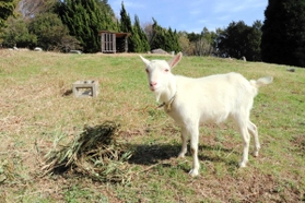 淡路景観園芸学校で飼育されているヤギ＝淡路市野島常盤