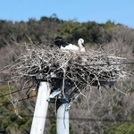 巣の上で卵を温めるような姿勢を見せるコウノトリの雌＝１日午後、淡路市内