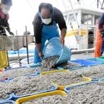 解禁日に水揚げされたイカナゴのシンコ＝淡路市育波