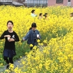 菜の花迷路を進む子どもたち＝洲本市大野