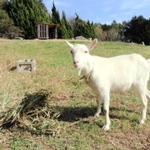 淡路景観園芸学校で飼育されているヤギ＝淡路市野島常盤