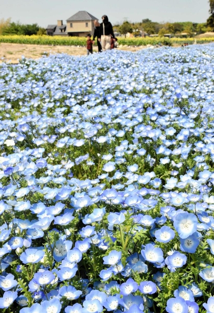 見頃を迎えた１０万本のネモフィラ＝南あわじ市八木養宜上