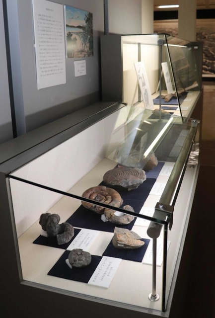 淡路島内で見つかった化石を展示する淡路文化史料館のコーナー＝洲本市山手１