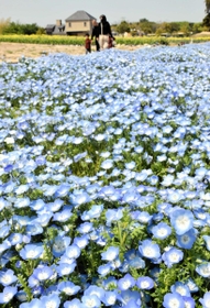 見頃を迎えた１０万本のネモフィラ＝南あわじ市八木養宜上