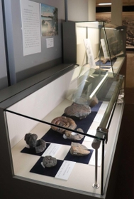 淡路島内で見つかった化石を展示する淡路文化史料館のコーナー＝洲本市山手１