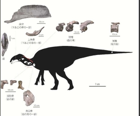 発見された部位（シルエット（Ｃ）増川玄哉）