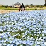 見頃を迎えた１０万本のネモフィラ＝南あわじ市八木養宜上