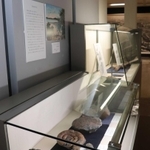 淡路島内で見つかった化石を展示する淡路文化史料館のコーナー＝洲本市山手１