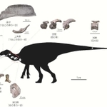 発見された部位（シルエット（Ｃ）増川玄哉）