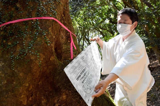 害虫対策として専用の粘着テープを木に巻く奥本憲治宮司＝南あわじ市灘黒岩