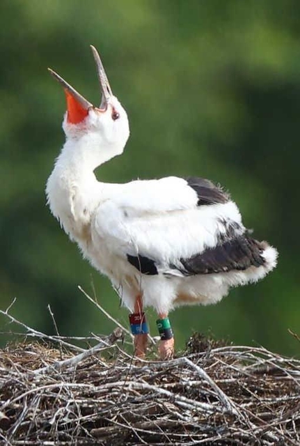 足環を装着し終えたコウノトリのひな＝淡路市内（撮影・鈴木雅之）