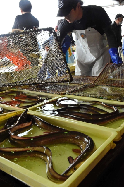 競りにかけられるハモ＝洲本市由良１