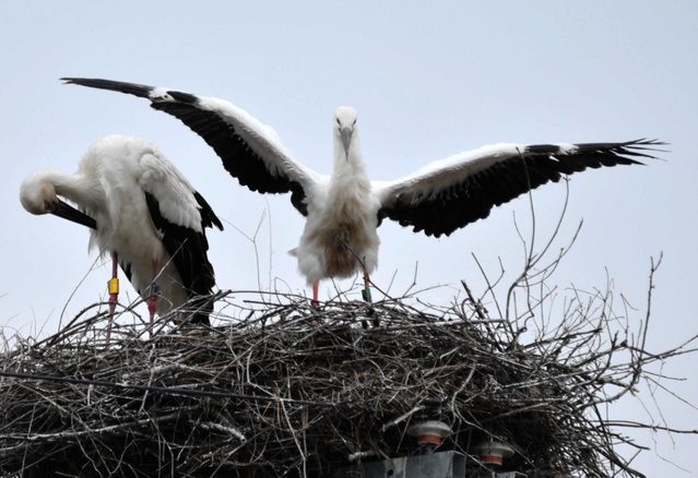 雌だと分かったコウノトリのひな（右）。母鳥の横で羽ばたく動作を見せる＝２４日午前、淡路市内