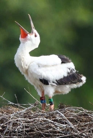 足環を装着し終えたコウノトリのひな＝淡路市内（撮影・鈴木雅之）
