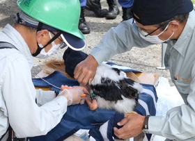 目隠ししたコウノトリのひなに個体識別用の足環を装着する職員＝淡路市内（撮影・鈴木雅之）