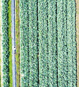 ドローンで高さ１５メートルから撮影されたキャベツ畑（淡路農業技術センター提供）