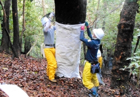 害虫を捕らえるための粘着テープを木の幹に巻く関係者ら＝南あわじ市灘黒岩（提供写真）