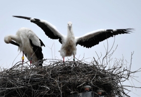 雌だと分かったコウノトリのひな（右）。母鳥の横で羽ばたく動作を見せる＝２４日午前、淡路市内