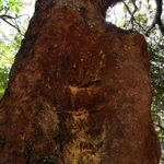 虫に穴を開けられ、木くずが出ているアカガシ＝南あわじ市灘黒岩