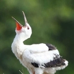 足環を装着し終えたコウノトリのひな＝淡路市内（撮影・鈴木雅之）
