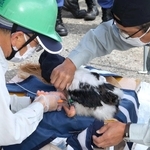 目隠ししたコウノトリのひなに個体識別用の足環を装着する職員＝淡路市内（撮影・鈴木雅之）