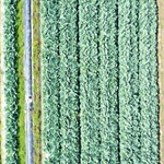 ドローンで高さ１５メートルから撮影されたキャベツ畑（淡路農業技術センター提供）