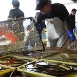 競りにかけられるハモ＝洲本市由良１