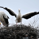 雌だと分かったコウノトリのひな（右）。母鳥の横で羽ばたく動作を見せる＝２４日午前、淡路市内