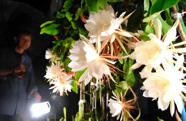 開花した月下美人の花をライトで照らす倉本肇さん＝淡路市富島