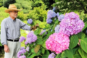 色とりどりに咲くアジサイと水田進さん＝あわじ花山水