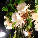 開花した月下美人の花をライトで照らす倉本肇さん＝淡路市富島
