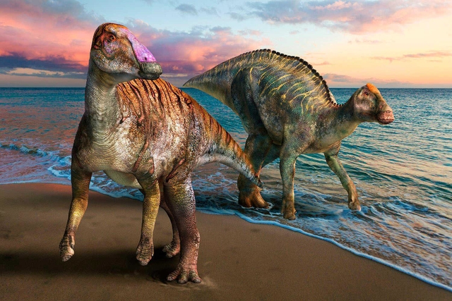 洲本市で化石が発見されたヤマトサウルス・イザナギイ（左）と、同時代の北海道に生息していたとされるカムイサウルス（右）の復元画（（ｃ）服部雅人）