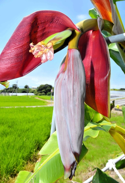 ぶら下がる花茎の中から顔を出すバナナの花＝淡路市尾崎