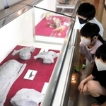ヤマトサウルス・イザナギイの化石レプリカなどが並ぶ展示＝淡路文化史料館