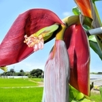 ぶら下がる花茎の中から顔を出すバナナの花＝淡路市尾崎