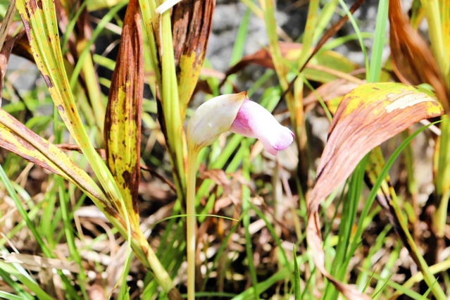 民家の庭で開花したナンバンギセル＝洲本市上内膳