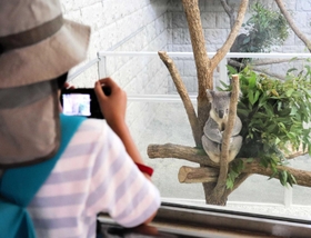 公開された北方系コアラのピーターを撮影する来場者＝南あわじ市八木養宜上