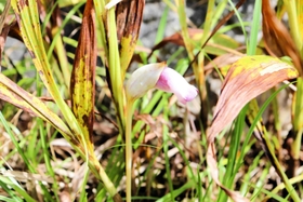 民家の庭で開花したナンバンギセル＝洲本市上内膳