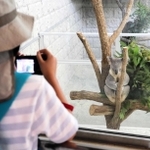 公開された北方系コアラのピーターを撮影する来場者＝南あわじ市八木養宜上