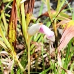 民家の庭で開花したナンバンギセル＝洲本市上内膳