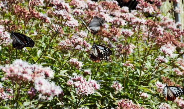 フジバカマに集まるアサギマダラ＝南あわじ市灘黒岩、諭鶴羽神社