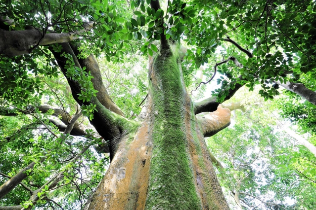 千草山神社のホルトノキ＝洲本市千草丙（提供）